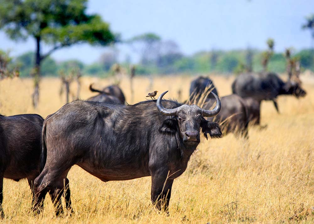 Buffalo in Hwange National Park