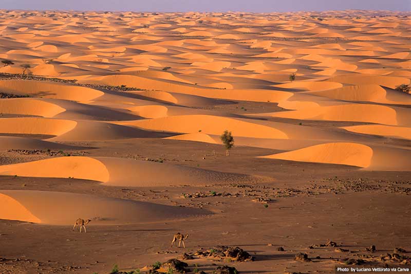 Camels and Deserts in Mauritania