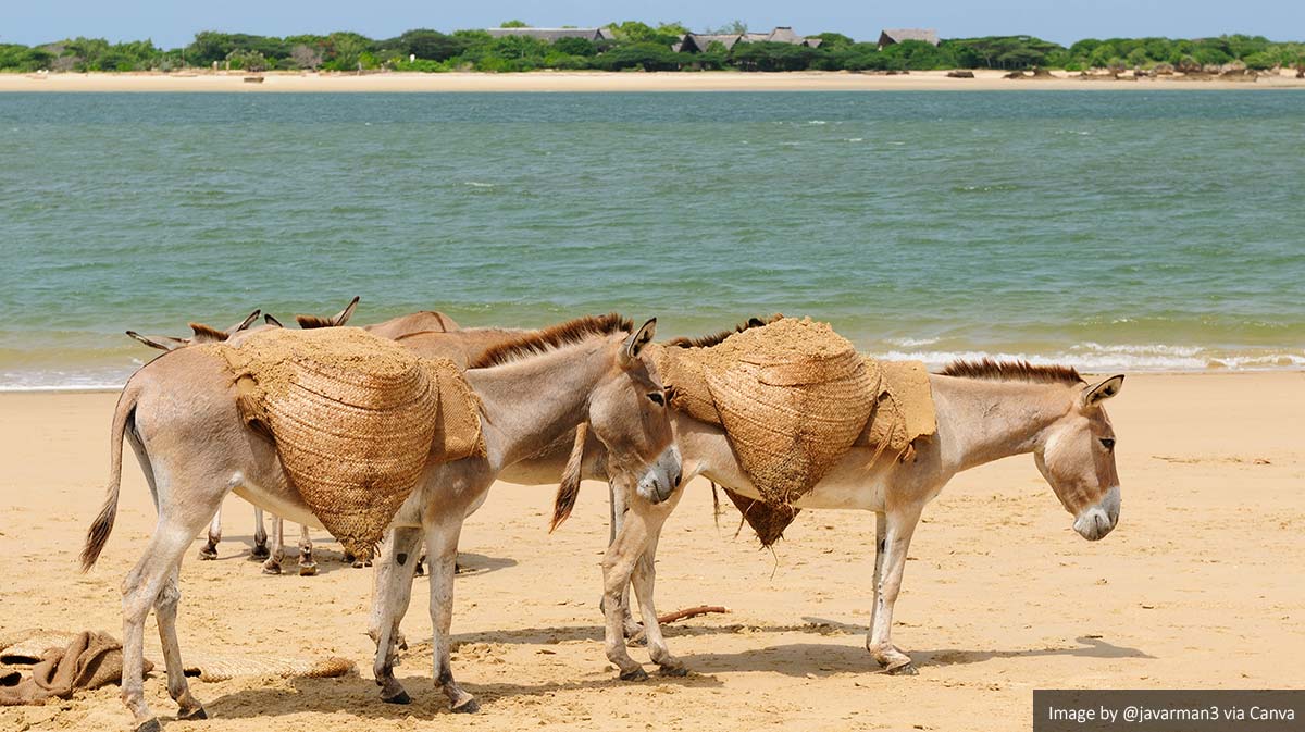 Donkeys in Lamu Island, Kenya