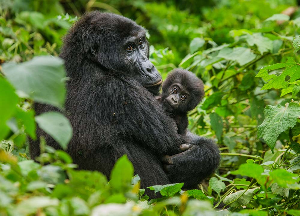 Gorillas in Bwindi Impenetrable National Park