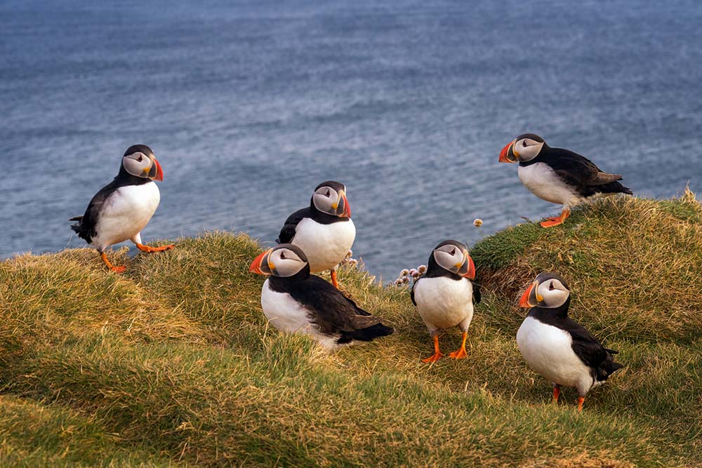 Puffins in Iceland