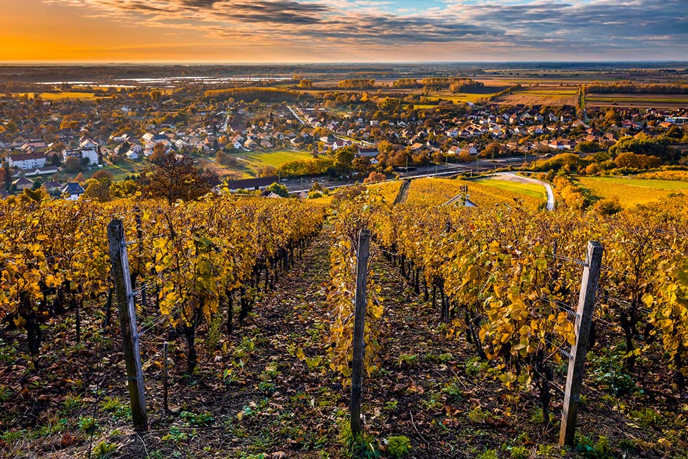 Tokaj vineyards and skyline