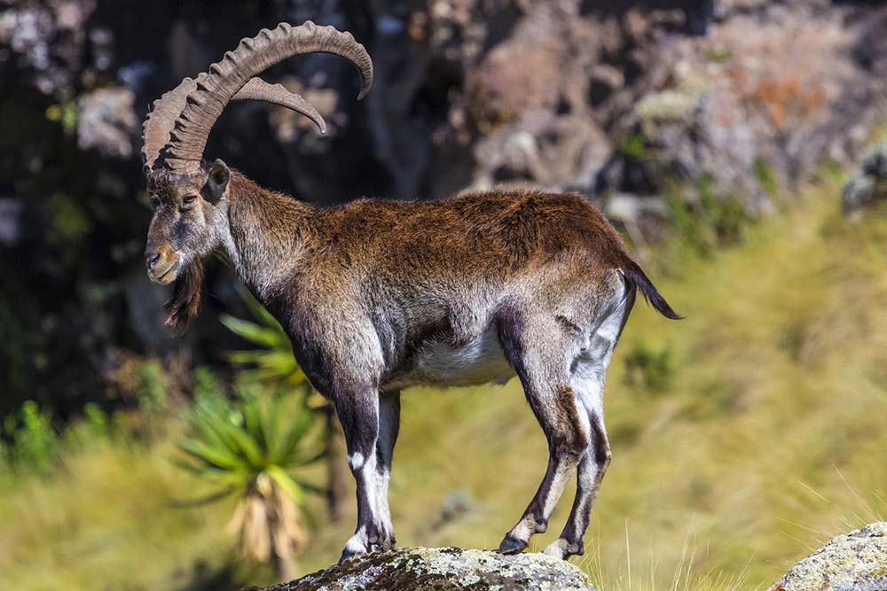 Walia Ibex in Simien Mountains