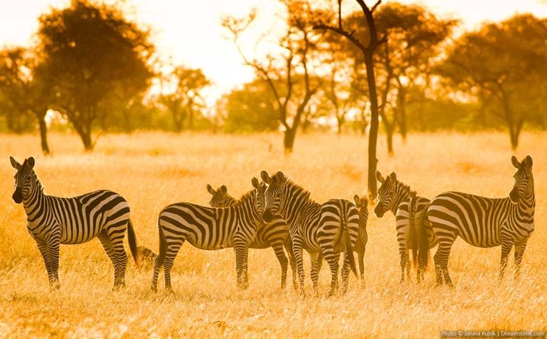 Zebras at national parks in Africa