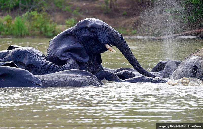 African elephants in Mole National Park