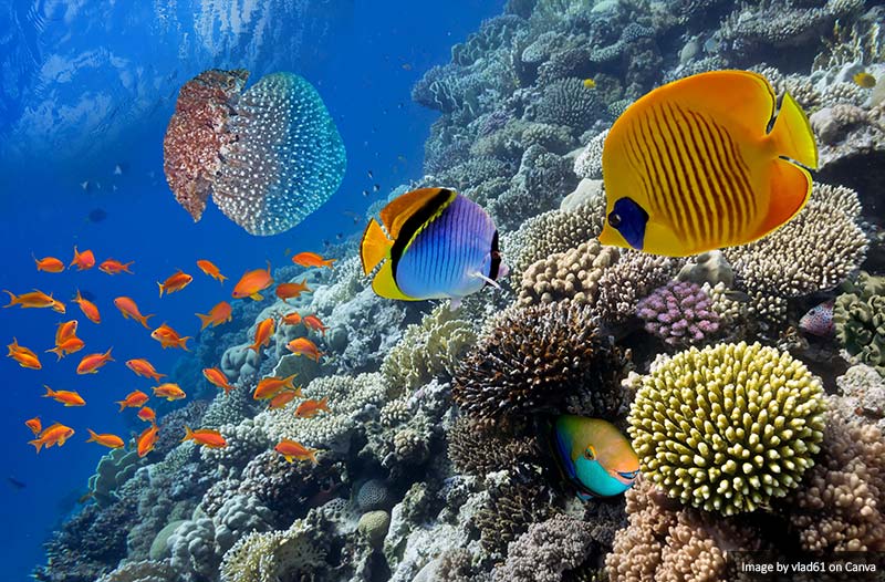 Corals and tropical fish