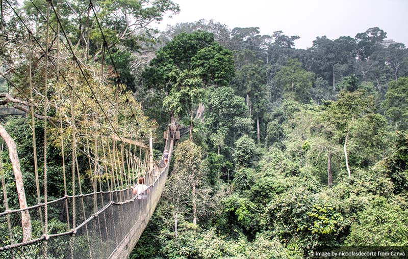 Hanging bridges in Kakum