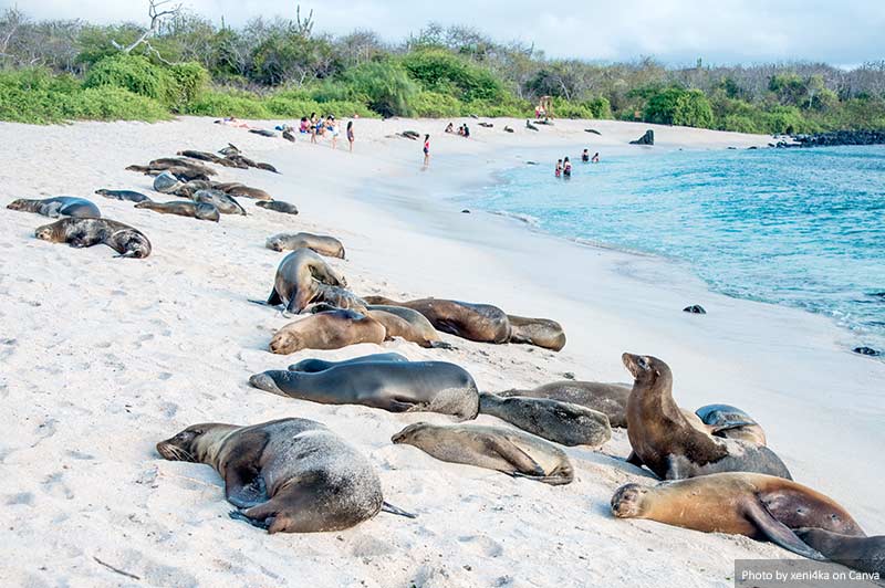 Les lions de mer aux Galapagos