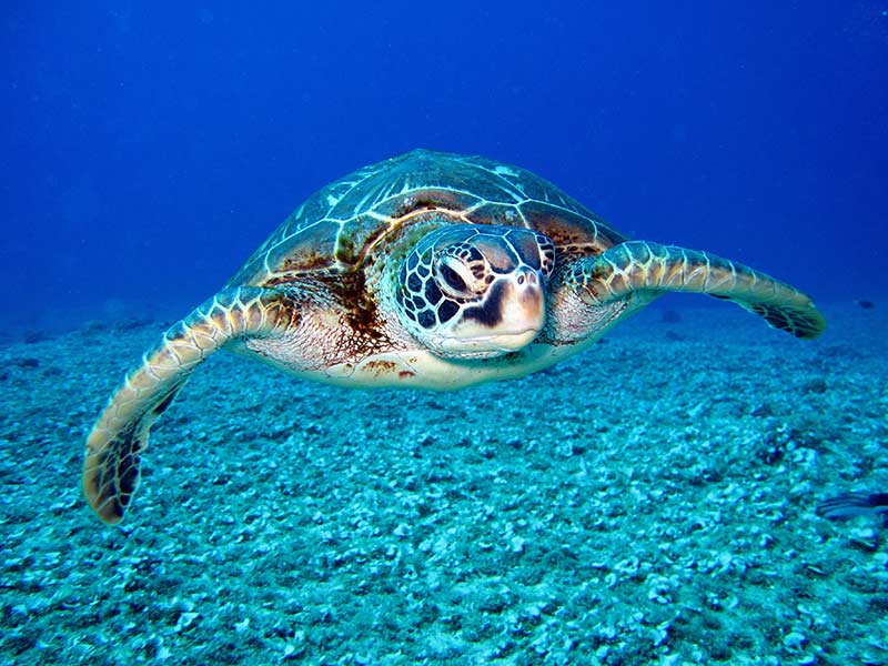 Turtles