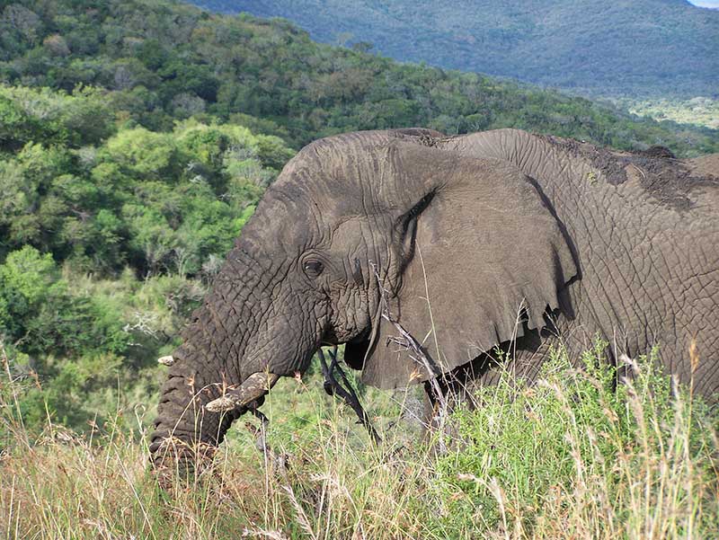 Elephant at Mkuze-Hluhluwe Wildlife Reserve