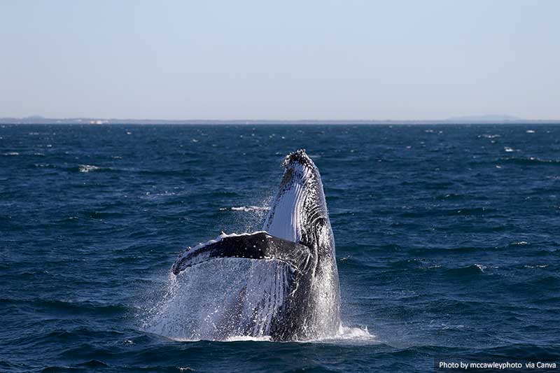 Humpback Whale