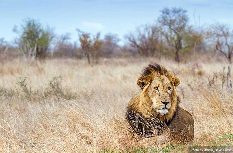 Lion in Kruger National park