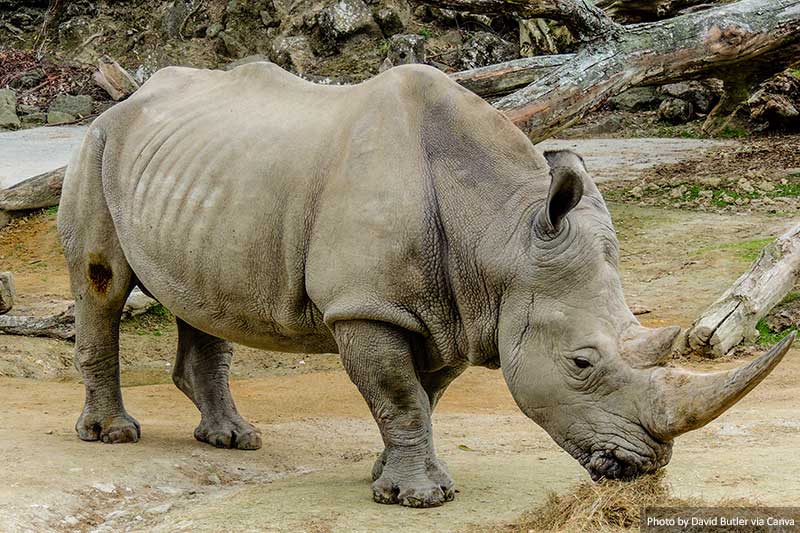 Northern White Rhino with large horn, Auckland Zoo