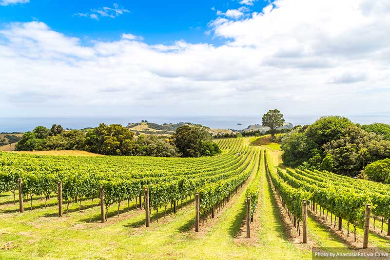 Vineyard in New Zealand