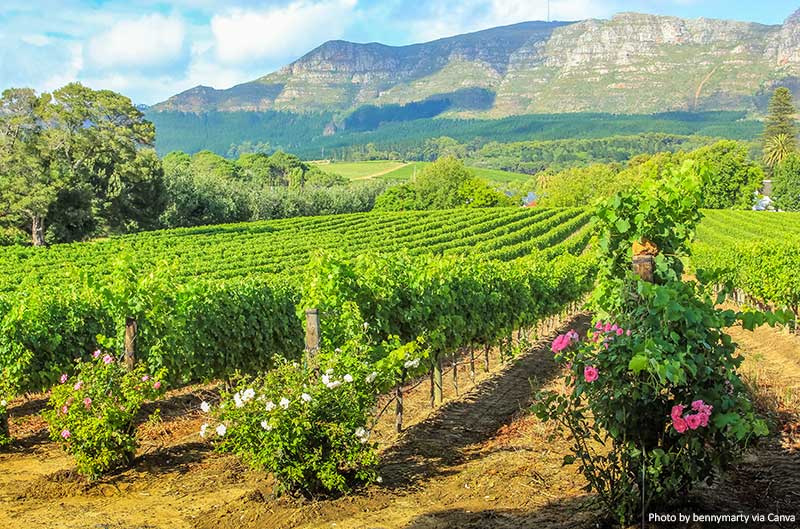 Vineyard in Stellenbosch