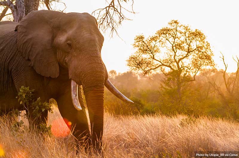 An African bush elephant in Kruger National Park