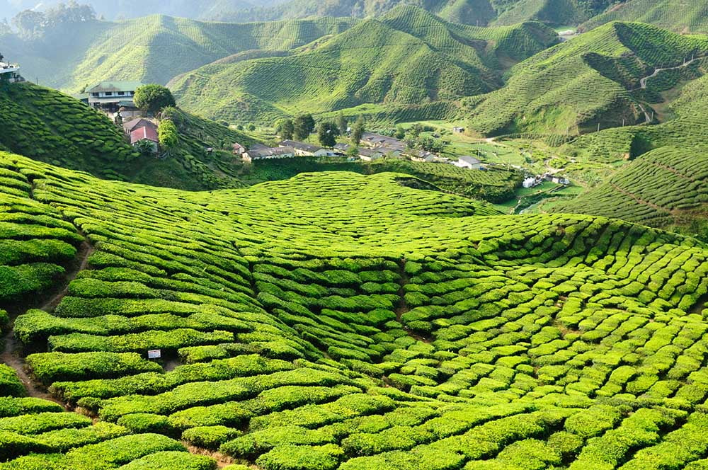 Cameron Highlands - Tea Plantation in the Mountains