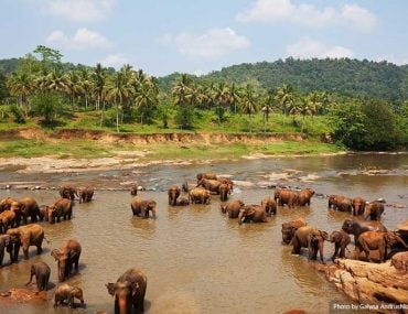 Elephants in Sri Lanka