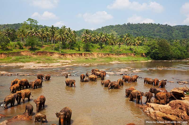 Elephants in Sri Lanka