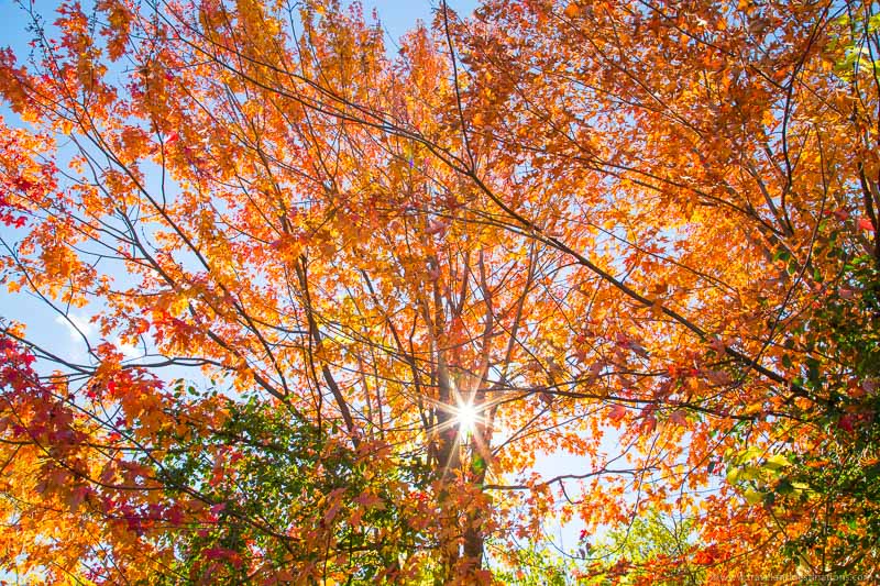 Illuminated trees and a sunburst effect