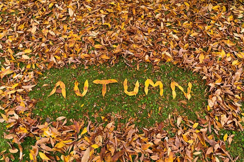 Leaf Art in the Autumn