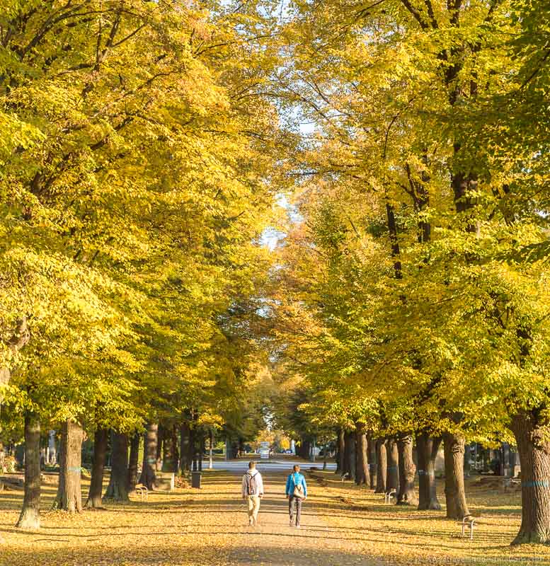 People walking between colourful trees in the autumn