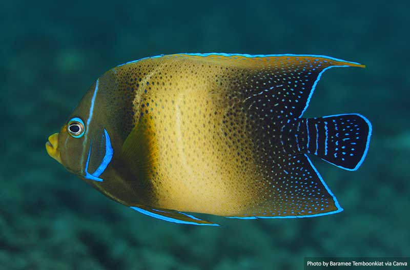 Angelfish, Pulau Weh, Indonesia