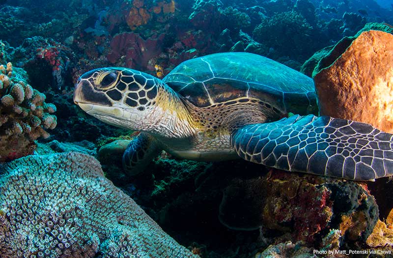 Green sea turtle on Bunaken reef
