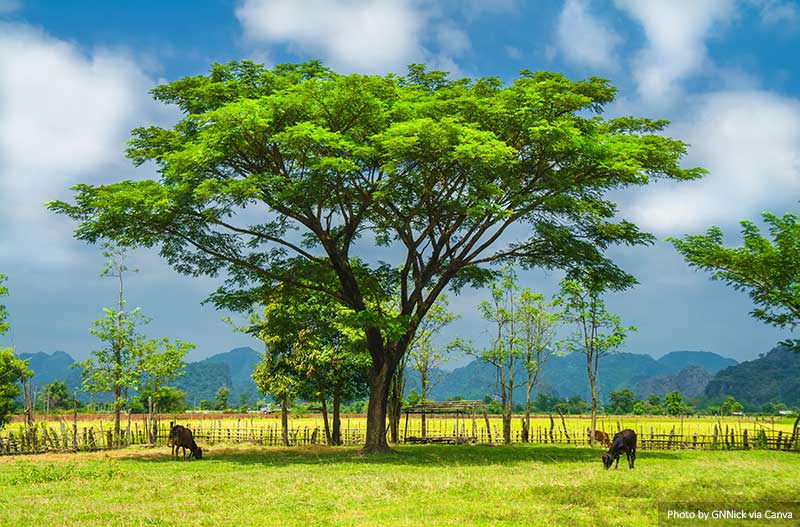 Laos landscape