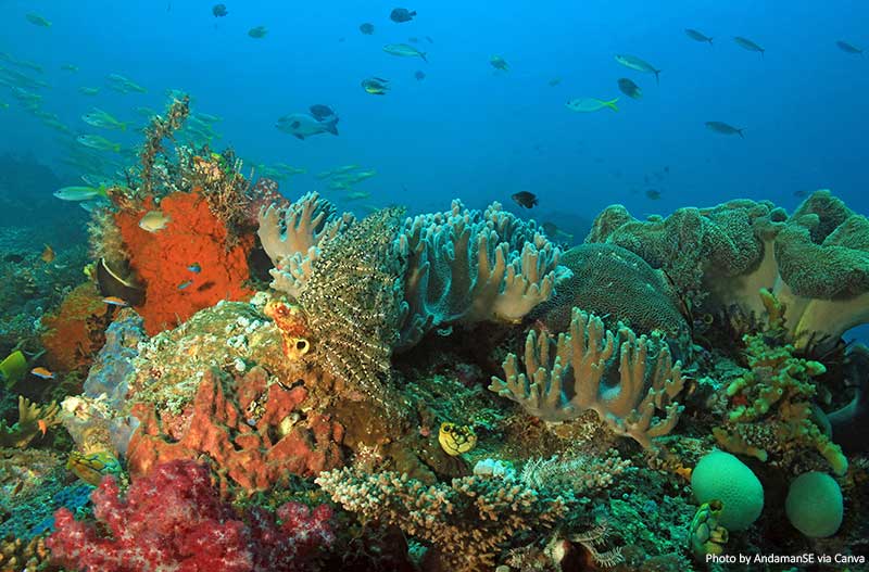 Raja Ampat Coral Reef
