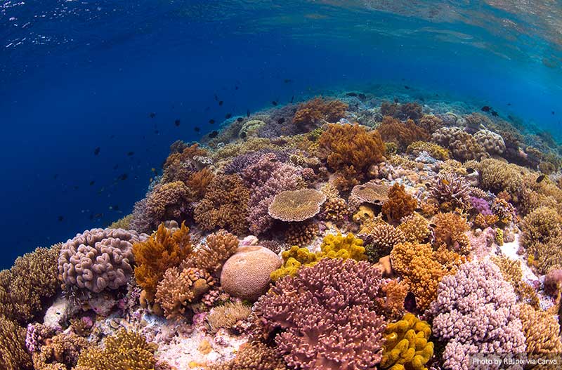 Reef of Wakatobi