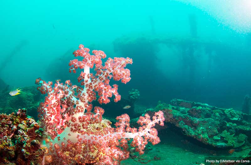 Soft coral on a shipwreck