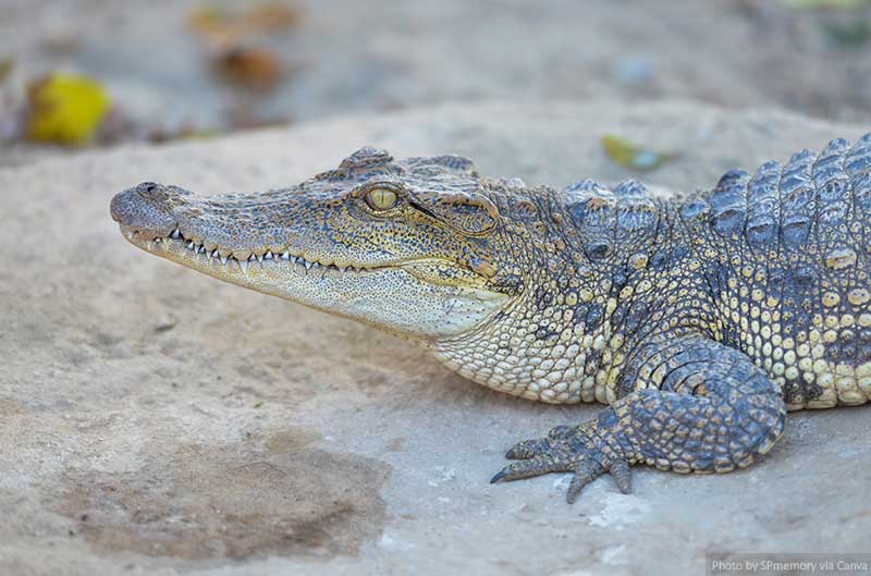 Crocodile
