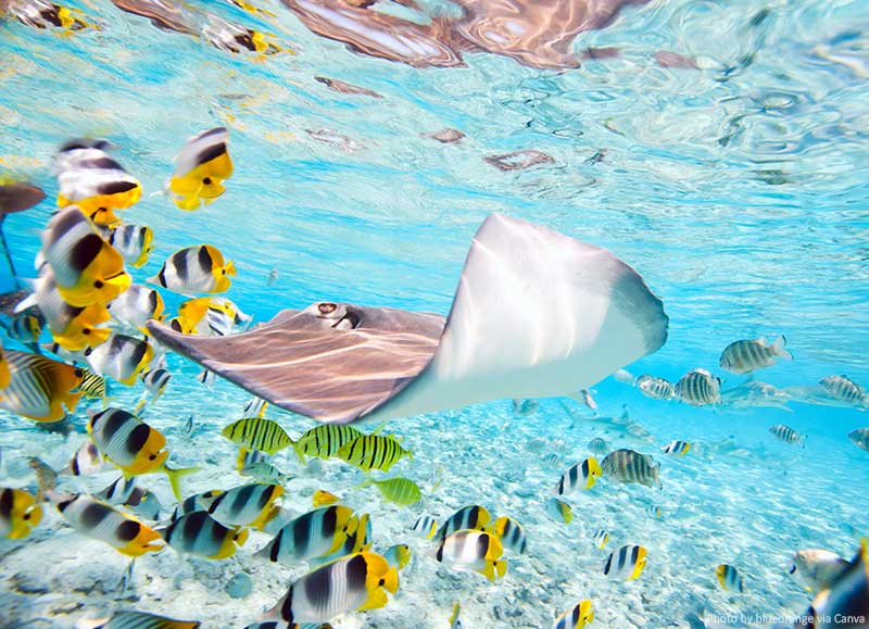 Exotic fish underwater - diving