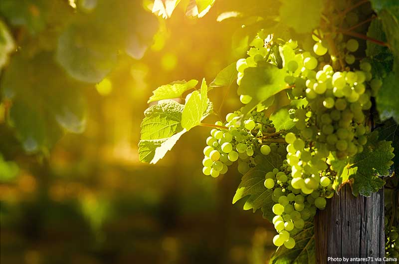 Grape bunches on vineyard