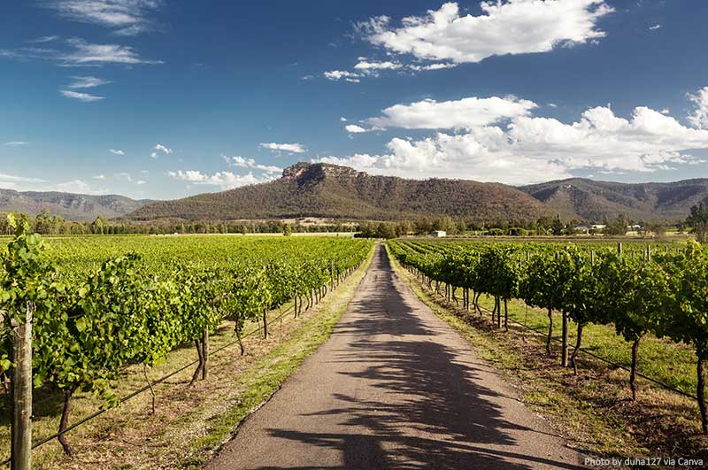 Hunter Valley vineyards