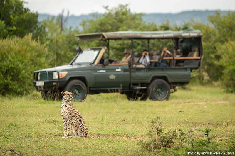 Cheetah sitting on grass with a truck behind