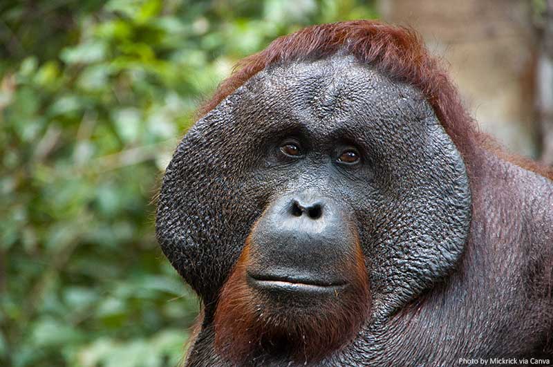 Male orangutan, Tanjung Puting National Park, Borneo