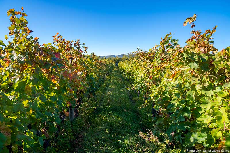 Vineyards of wine area of Georgia Kakheti, Telavi wineyards