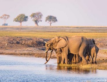 Wildlife at a Safari in the Chobe National Park, Africa
