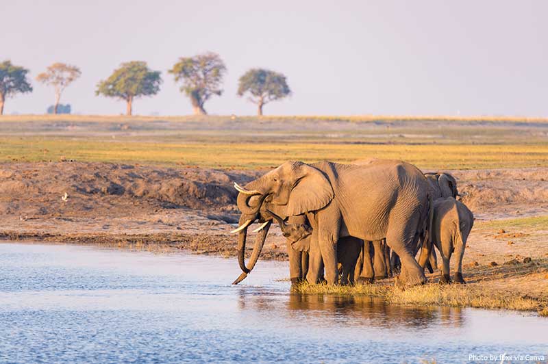 Wildlife at a Safari in the Chobe National Park, Africa