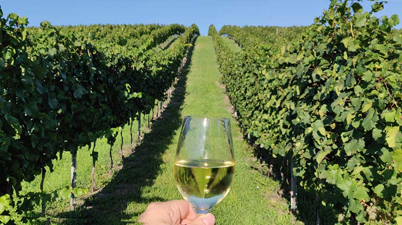 Wine and vineyards in Vienna