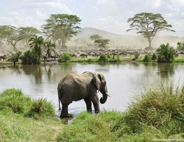 Elephant in River in Africa