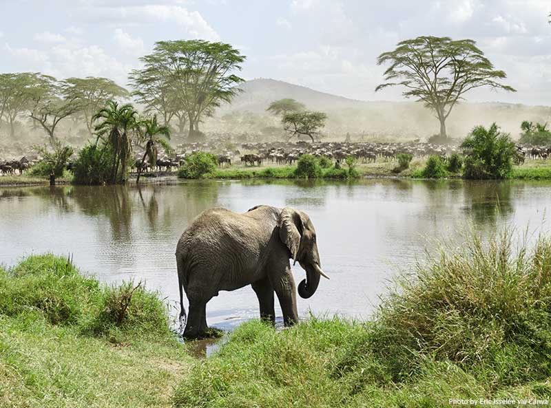 Elephant in River in Africa