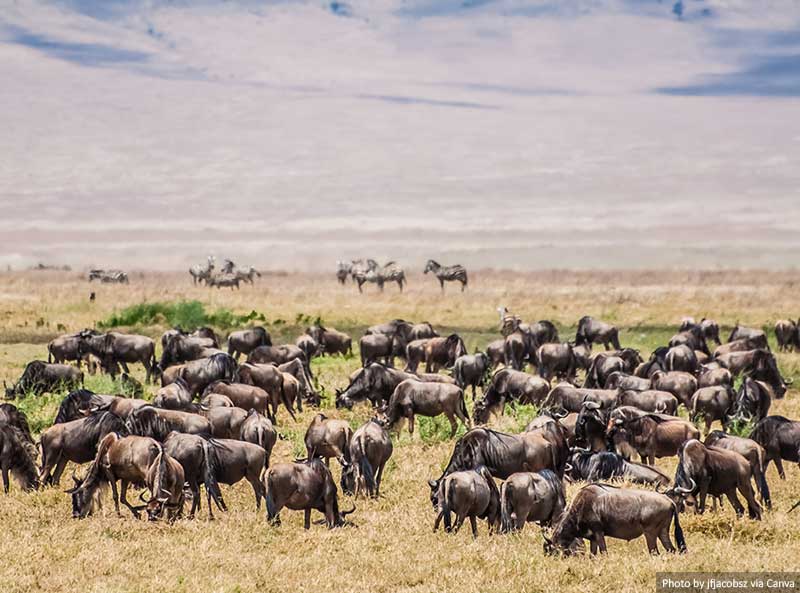 Herd of Wildebeest in the Nogorongoro Crater