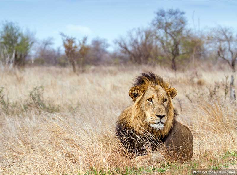 Lion in Kruger National park - South Africa