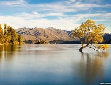 Wanaka Tree