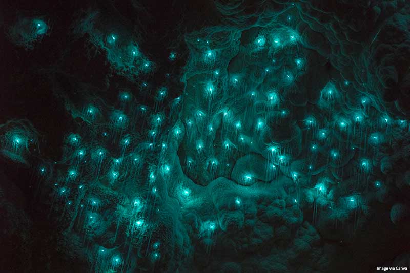 Glowworms in Waitomo