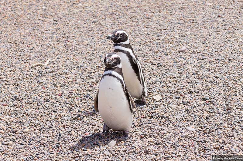 Magellanic penguins, Punta Tombo