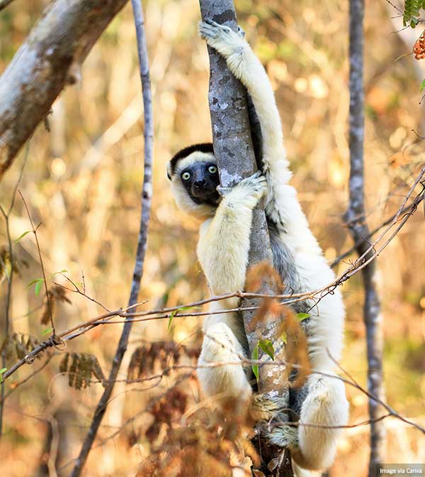 Tree Sifaka (primate)